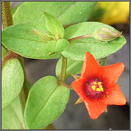 Scarlet Pimpernel, Lysimachia arvensis, Falcaire fiain