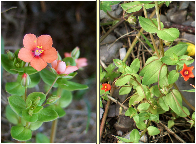 Scarlet Pimpernel, Lysimachia arvensis, Falcaire fiain