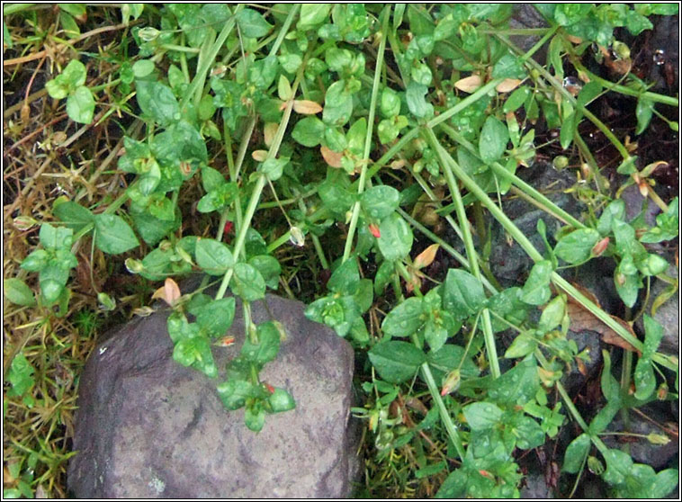 Scarlet Pimpernel, Anagallis arvensis, Falcaire fiain