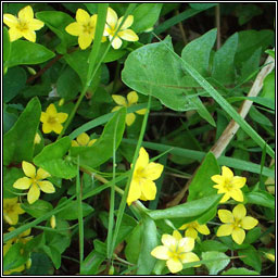 Yellow Pimpernel, Lysimachia nemorum, Lus cholm cille