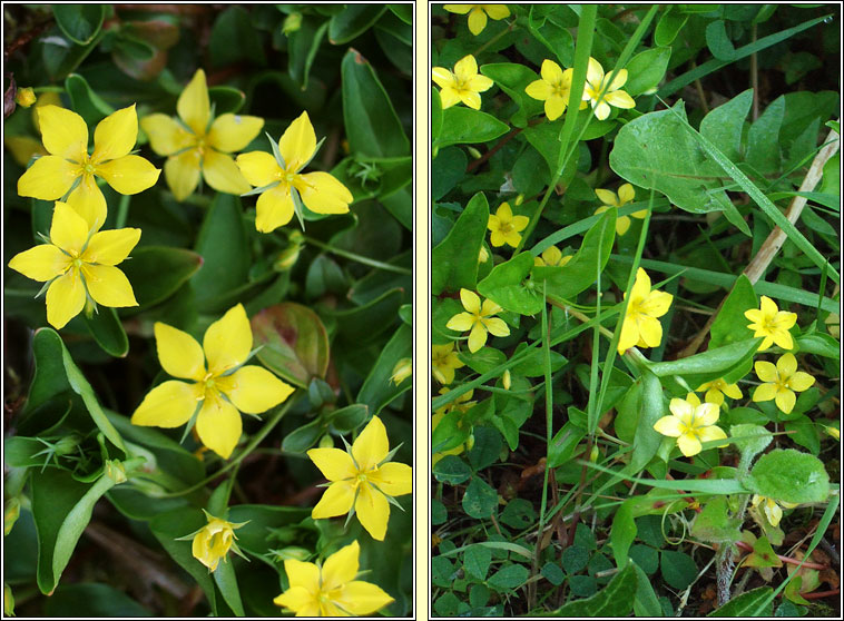 Yellow Pimpernel, Lysimachia nemorum, Lus cholm cille