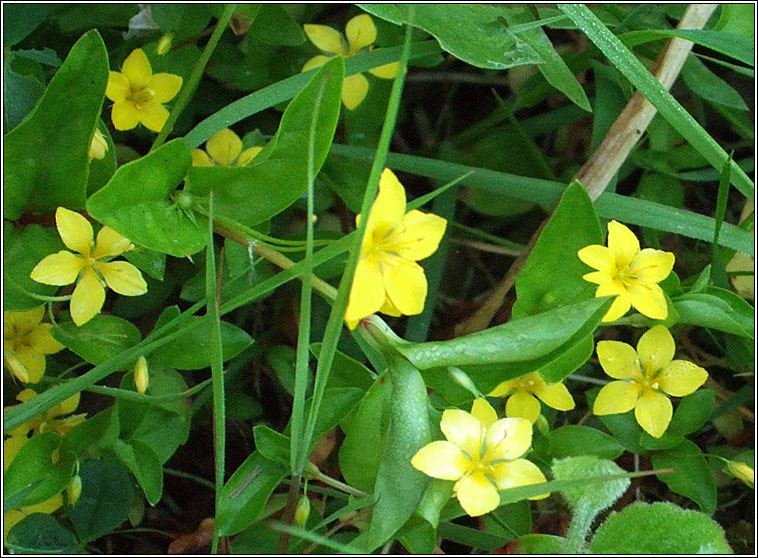 Yellow Pimpernel, Lysimachia nemorum, Lus cholm cille