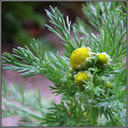 Pineappleweed, Matricaria discoidea, Lus na hiothlainne