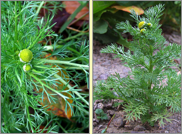 Pineappleweed, Matricaria discoidea, Lus na hiothlainne