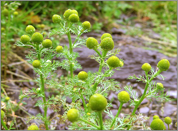 Pineappleweed, Matricaria matricarioides, Lus na hiothlainne