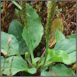 Greater Plantain, Plantago major, Cuach Phdraig