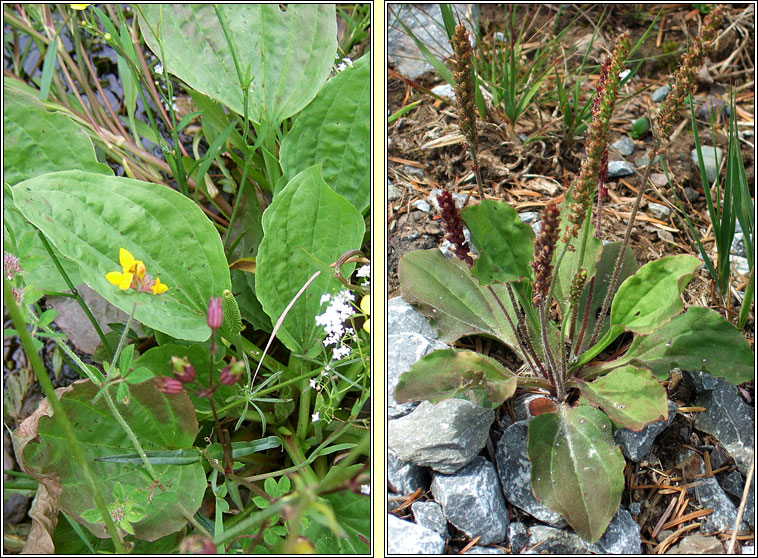 Greater Plantain, Plantago major, Cuach Phdraig