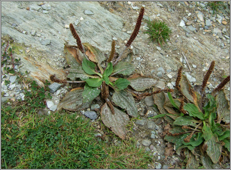 Greater Plantain, Plantago major, Cuach Phdraig