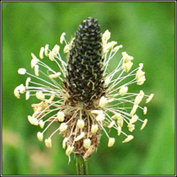 Ribwort Plantain, Plantago lanceolata, Slnus