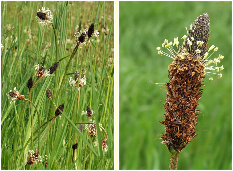 Ribwort Plantain, Plantago lanceolata, Slnus