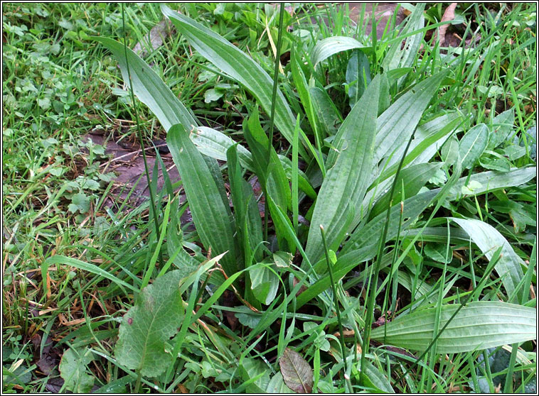 Ribwort Plantain, Plantago lanceolata, Slánus
