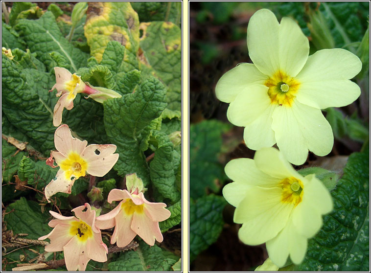 Primrose, Primula vulgaris, Sabhaircn