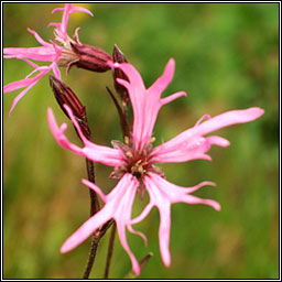 Ragged Robin, Silene flos-cuculi, Plr na cuaiche