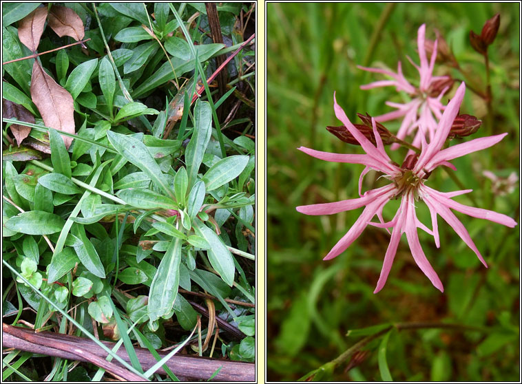 Ragged Robin, Silene flos-cuculi, Plr na cuaiche