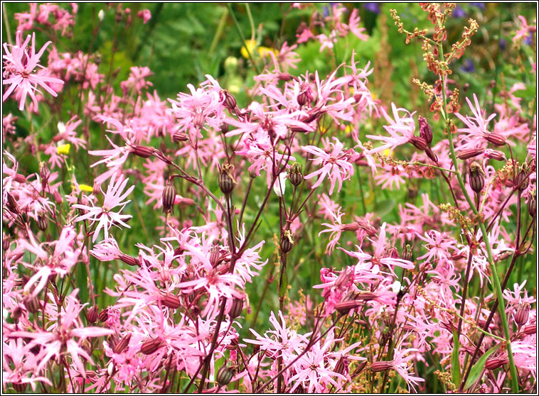 Ragged Robin, Lychnis flos-cuculi, Plr na cuaiche