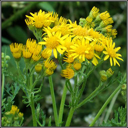 Ragwort, Jacobaea vulgaris, Buachaln bu