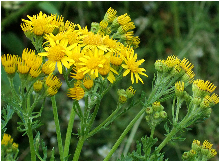 Ragwort, Senecio jacobaea, Buachaln bu