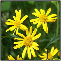 Marsh Ragwort, Jacobaea aquatica, Buachaln corraigh