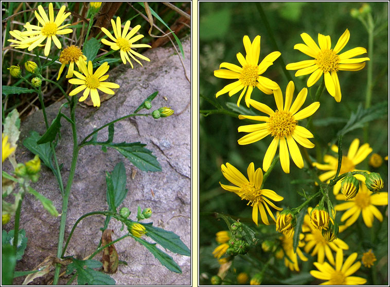 Marsh Ragwort, Jacobaea aquatica, Buachaln corraigh