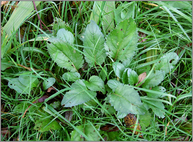 Marsh Ragwort, Jacobaea aquatica, Buachaln corraigh