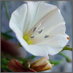 Field Bindweed, Convolvulus arvensis, Ainleog