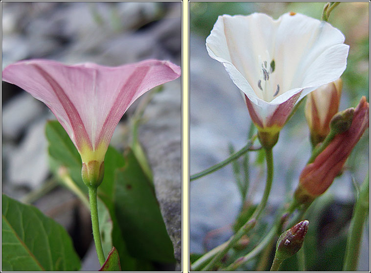 Field Bindweed, Convolvulus arvensis, Ainleog