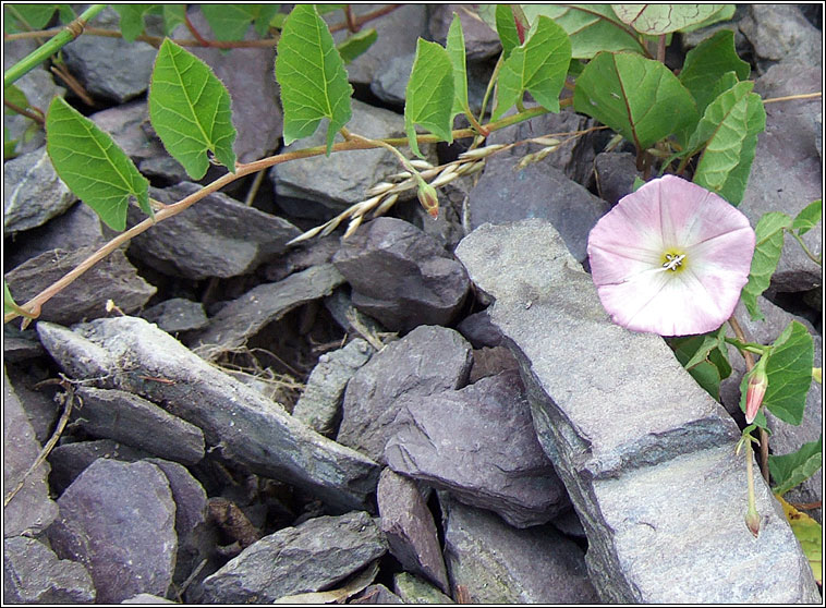 Field Bindweed, Convolvulus arvensis, Ainleog