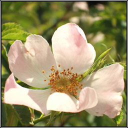 Dog-rose, Rosa canina, Feidhris