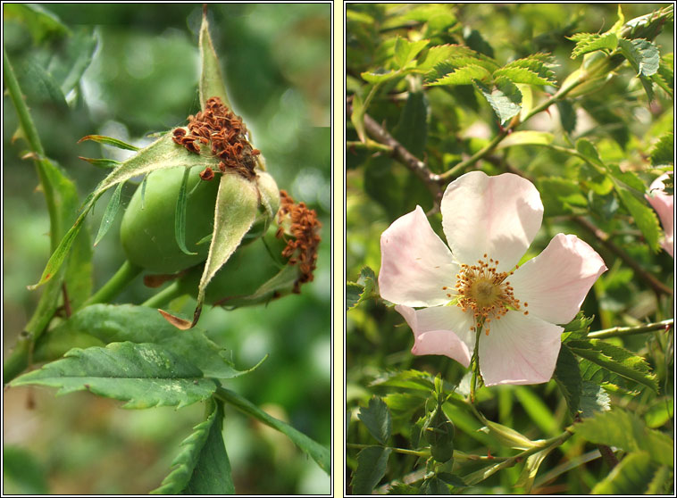 Dog-rose, Rosa canina, Feidhris