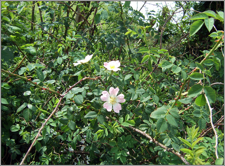 Dog-rose, Rosa canina, Feidhris