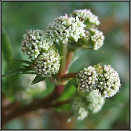 Sanicle, Sanicula europaea, Bodn coille