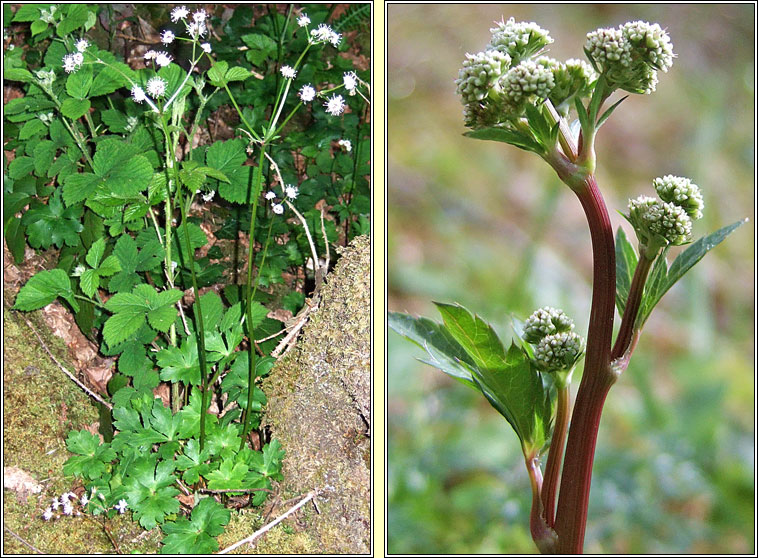 Sanicle, Sanicula europaea, Bodn coille