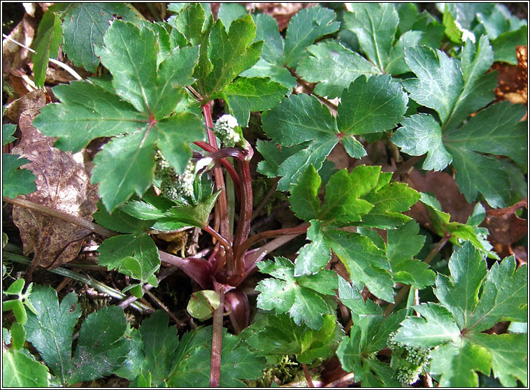 Sanicle, Sanicula europaea, Bodn coille