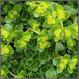 Opposite-leaved golden-saxifrage, Chrysosplenium oppositifolium, Gliris