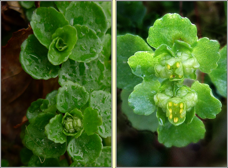 Opposite-leaved golden-saxifrage, Chrysosplenium oppositifolium, Gliris