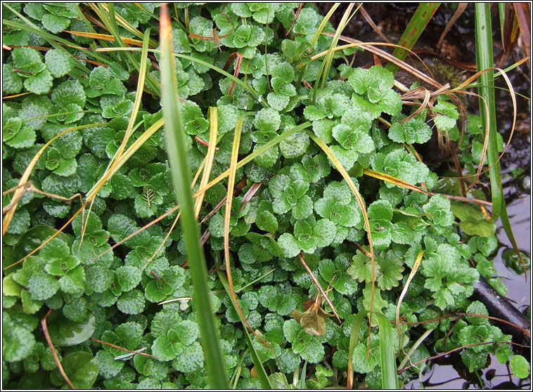 Opposite-leaved golden-saxifrage, Chrysosplenium oppositifolium, Gliris