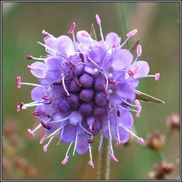 Devil's-bit Scabious, Succisa pratensis, Odhrach bhallach