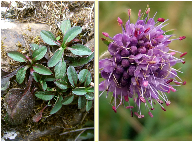 Devils-bit Scabious, Succisa pratensis, Odhrach bhallach