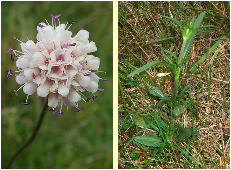 Devils-bit Scabious, Succisa pratensis, Odhrach bhallach