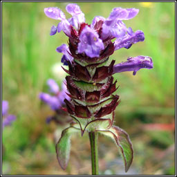 Selfheal, Prunella vulgaris, Dun ceannchosach