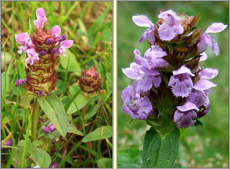 Selfheal, Prunella vulgaris, Dun ceannchosach