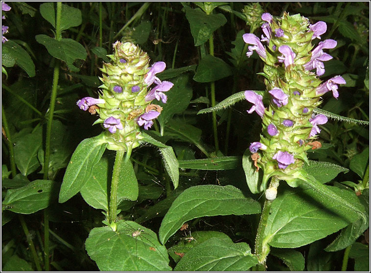 Selfheal, Prunella vulgaris, Dun ceannchosach