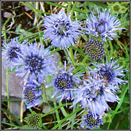 Sheeps-bit, Jasione montana, Dun na gcaorach