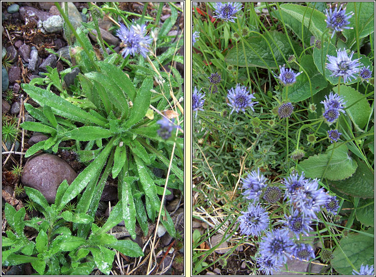 Sheeps-bit, Jasione montana, Dun na gcaorach