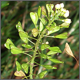 Shepherd's-purse, Capsella bursa-pastoris, Lus an sparin