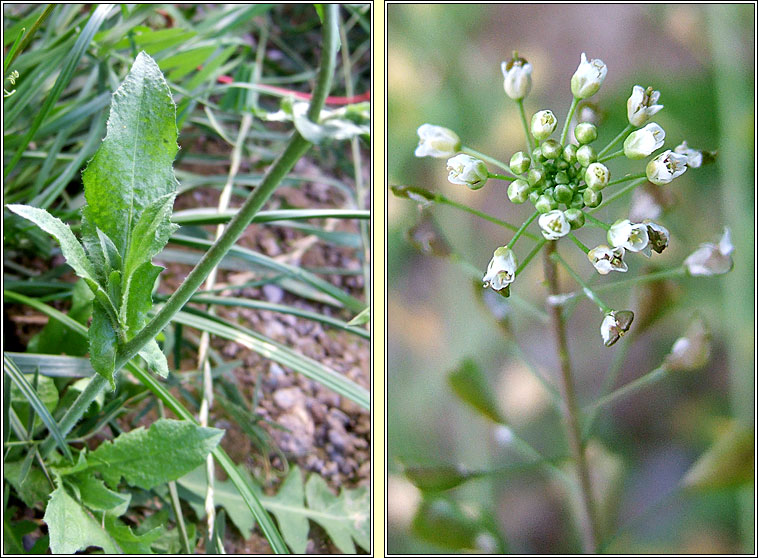 Shepherd's-purse, Capsella bursa-pastoris, Lus an sparin