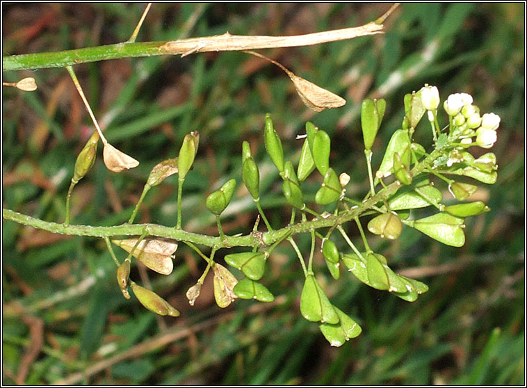 Shepherd's-purse, Capsella bursa-pastoris, Lus an sparin