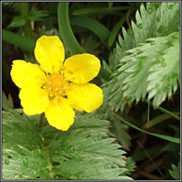 Silverweed, Potentilla anserina, Brioscln