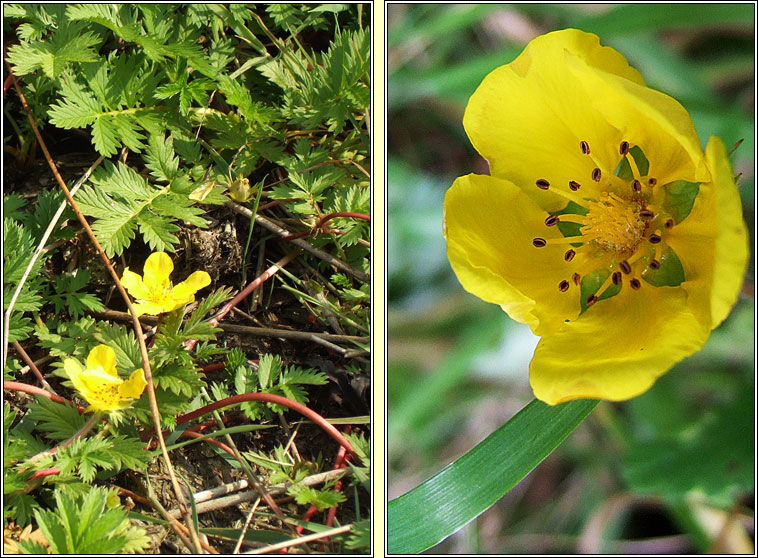 Silverweed, Potentilla anserina, Brioscln