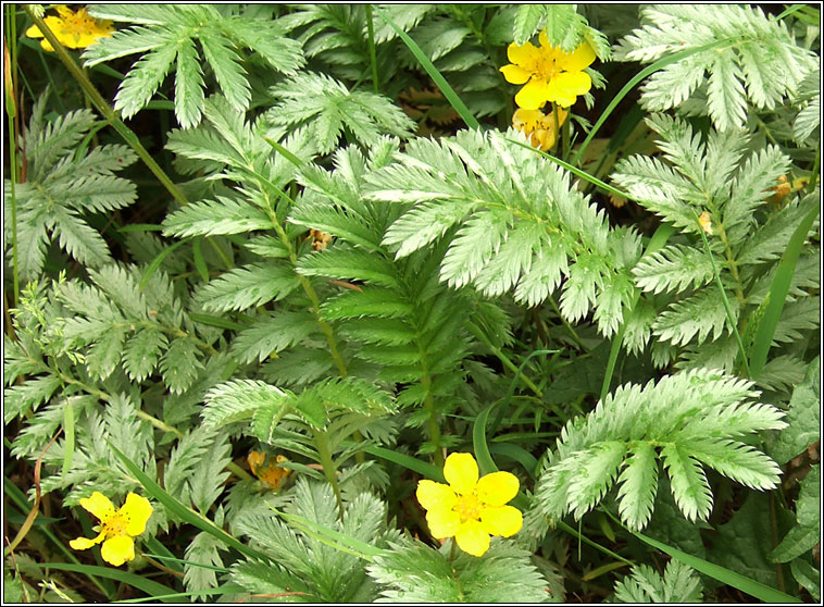 Silverweed, Potentilla anserina, Brioscln